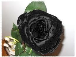 Dabiski melnās rozes pastāv... Autors: Art1sts Šito der zināt