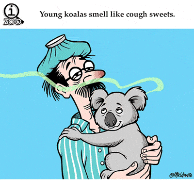 Mazie koalas smaržo pēc klepus... Autors: Raziels Fakti un gifi-2