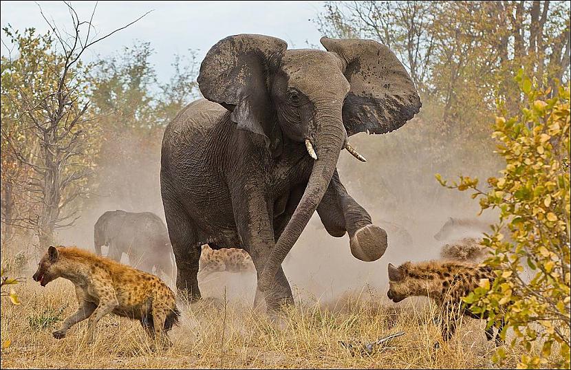  Autors: Pollijs National Geographic 2013 gada labāki foto.