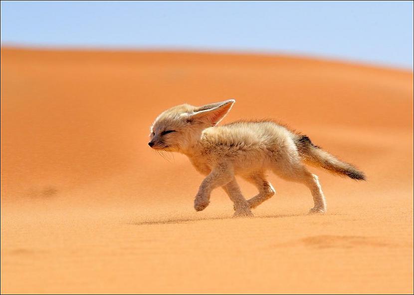  Autors: Pollijs National Geographic 2013 gada labāki foto.