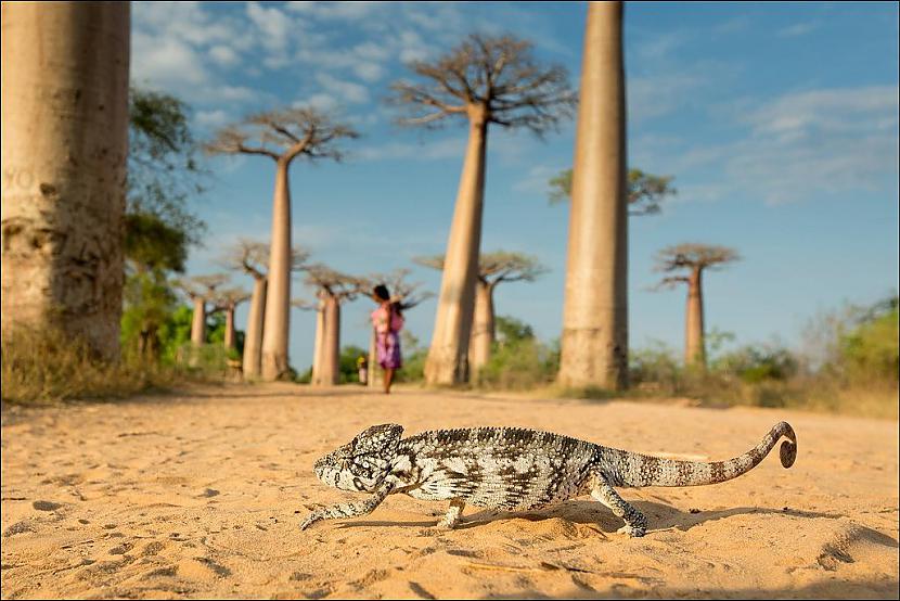  Autors: Pollijs National Geographic 2013 gada labāki foto.