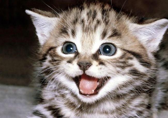 Kaķi ir glābuscaroni cilvēkus... Autors: Sulīgais Mandarīns 13 interesanti fakti par kaķiem