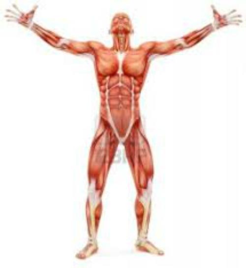 Cilvēkam ir mazāk muskuļu kā... Autors: 1245 intresanti fakti!!!