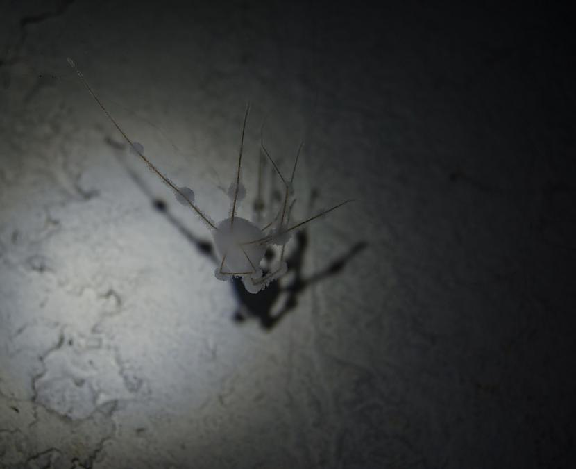 jauks sapelējis zirneklītis... Autors: Eronymusdead Laika apgānītais...