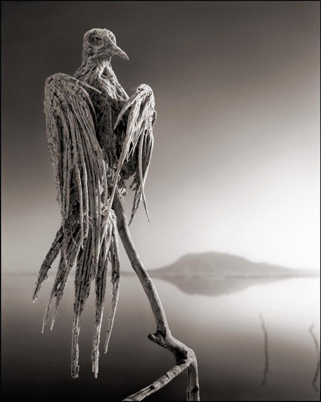 Tad nunbspBildes no... Autors: Kaajinsh Ezers Slepkava: Pārvērš putnus pārkaļķojušās statujās