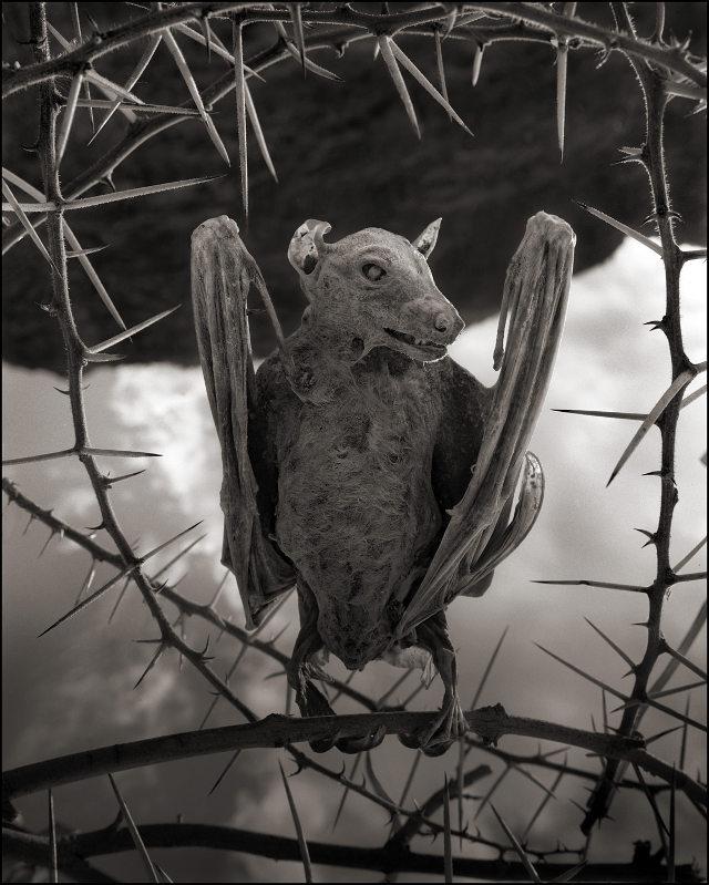  Autors: Kaajinsh Ezers Slepkava: Pārvērš putnus pārkaļķojušās statujās
