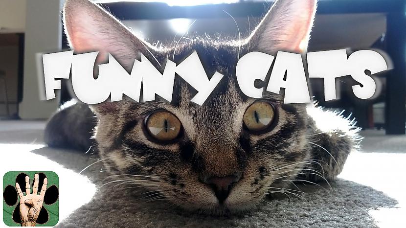  Autors: Fosilija Funny cat Montage HD