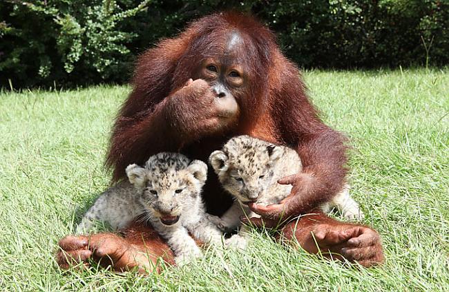  Autors: Deadshot Orangutāns-Lauvēnu tēvs