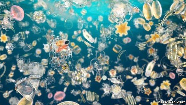 Planktoni un aļģes kas dzīvo... Autors: Fosilija Fakti, kuri būtu jāzina