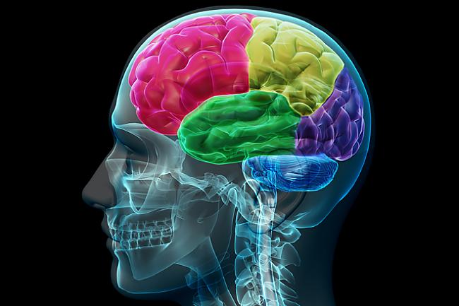 Smadzenes sver tikai 2 no... Autors: Fosilija Fakti, kuri būtu jāzina
