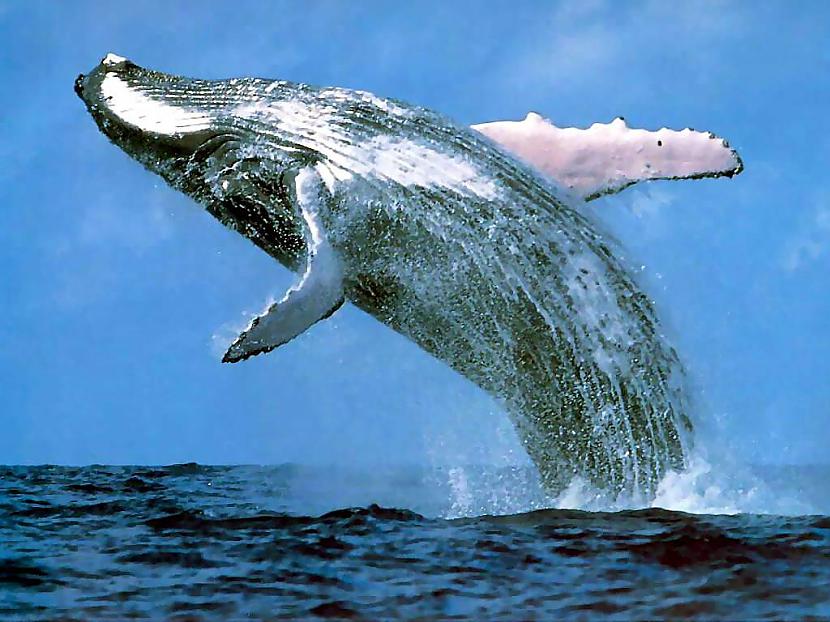 Džeju Ņūtonu nogalināja valis... Autors: OKarlis Nāves, kādās tu negribētu nomirt 3.