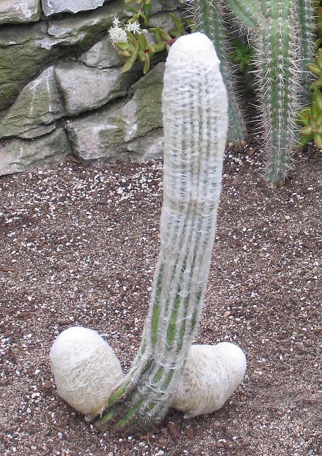 Ir tāda kaktusu suga kuras... Autors: Fosilija Fakti, kurus vērts uzzināt