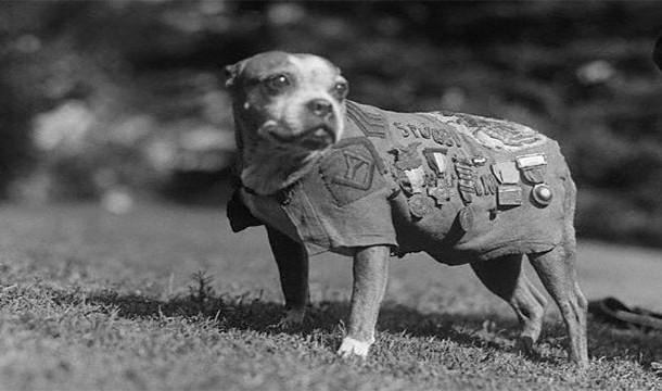 Suņiem pirmajā pasaules karā... Autors: F A K S Lietas kuras tu iespējams nezināji par primo pasaules karu!