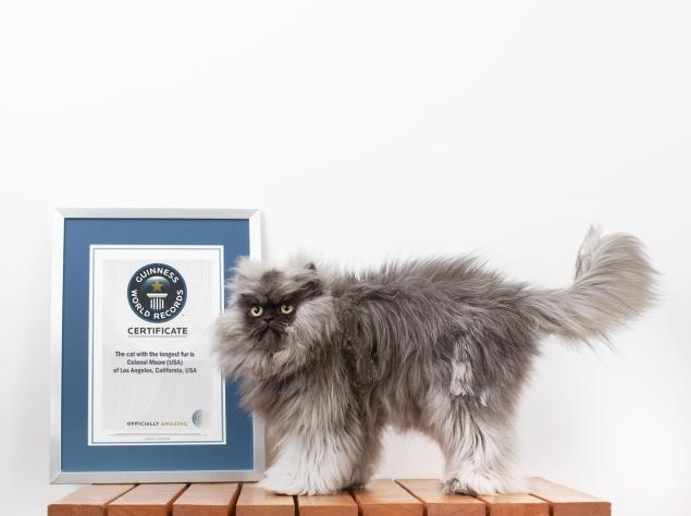 Garākā kaķa spalvaPulkvedis... Autors: OKarlis Interesanti Ginesa pasaules rekordi