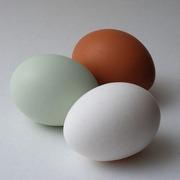 Olas1 ola satur no 7 līdz 8... Autors: F A K S Ko lietot uzturā lai ātrāk izveidotu muskuļus!