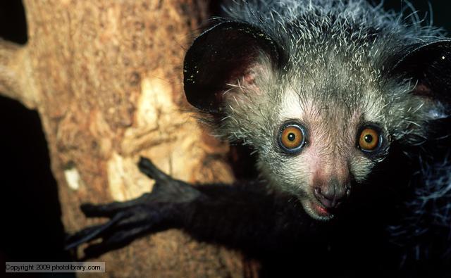 Madagaskaras... Autors: sliktais komentaars Dzīvnieki, par kuriem jūs iespējams nezinājāt
