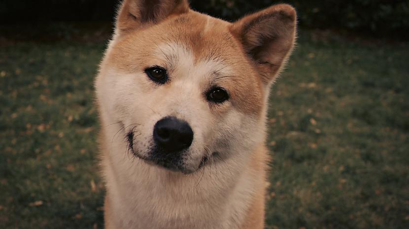 Akita inu  Hačiko Es tev mūžam... Autors: Pasaules iedzīvotājs Ja suns būtu cilvēks...