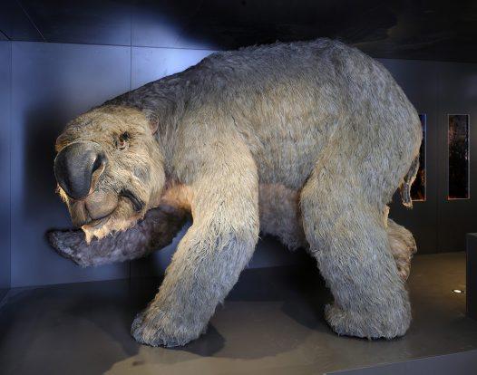 Diprotodons Izmiris pirms 30... Autors: Werkis2 Izmirušie dzīvnieki