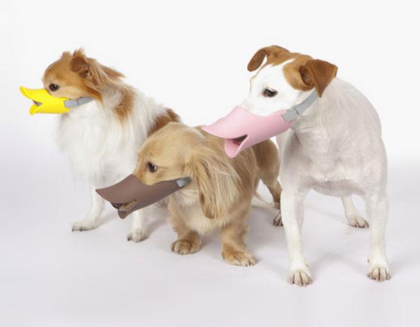 Uzpurņi suņiem  pīļdeguns Autors: Werkis2 Izgudrojumi - jēdzīgi un nejēdzīgi.