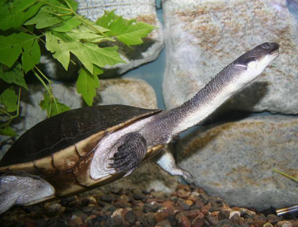 Čūskas kakla bruņurupucis     ... Autors: Werkis2 150+ neparasti un neredzēti dzīvnieki!