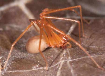 scaronis zirneklis ir milzīgs... Autors: sadPepe 12 dīvaina izskata dzīvnieki