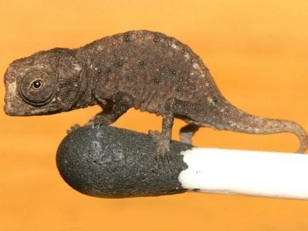 3 Mikro hameleonsAtklāts... Autors: BARAKA OBAMAKA Pēdējo 10 gadu laikā atklātie dzīvnieki