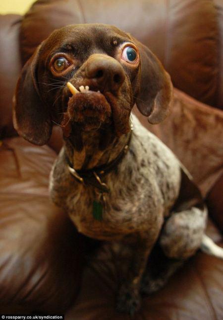 Ar tādu sejas izteiksmi ka... Autors: Fosilija 5 Pasaules neglītākie suņi.
