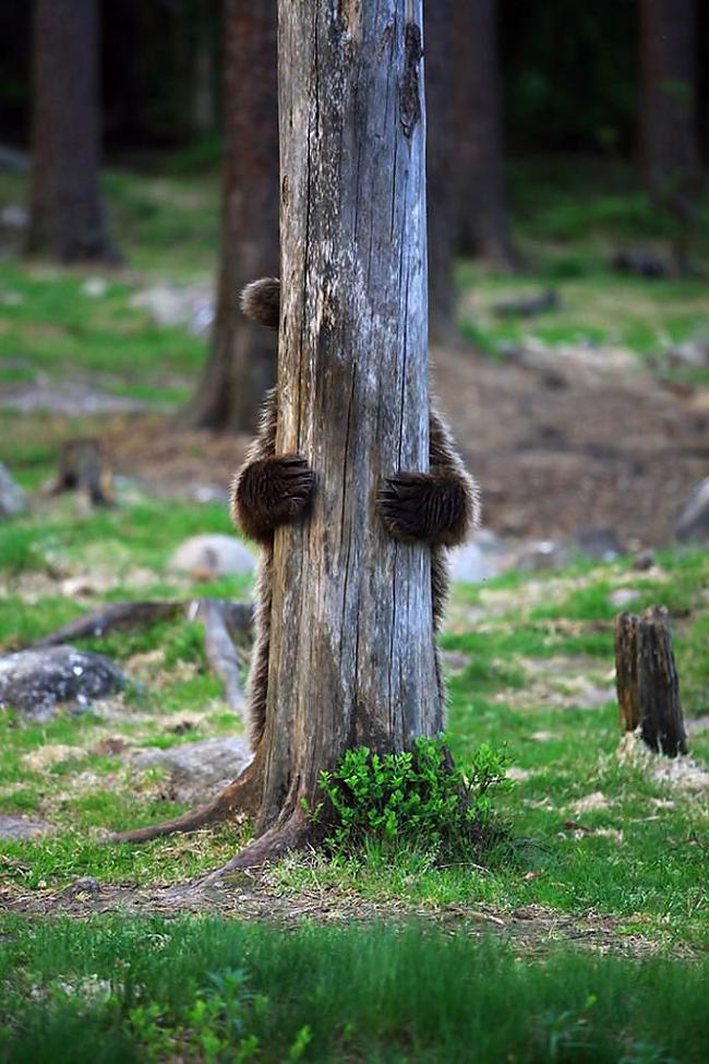  Autors: Advokāts Sildies no iekšienes.