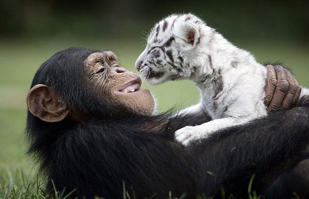 scaronimpanze Anjana un... Autors: luca Neparastā dzīvnieku draudzība