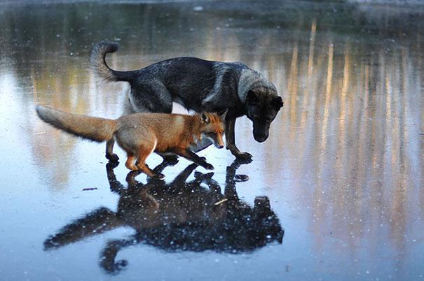 Suns Tinnijs un lapsa Sniffer... Autors: luca Neparastā dzīvnieku draudzība