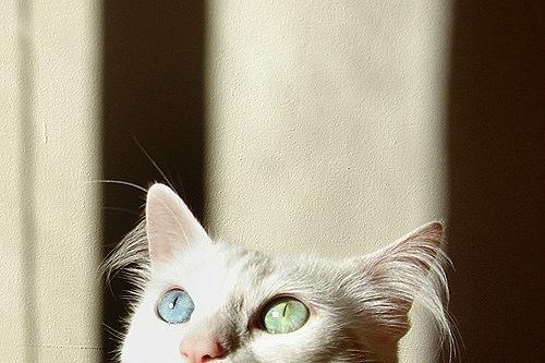  Autors: Anastasija Smile Cat..
