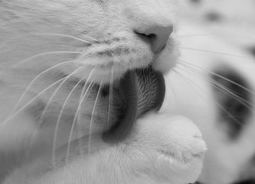  Autors: Anastasija Smile Cat..