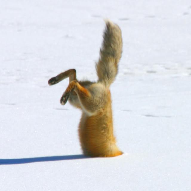 Sniegā nirstošo lapsu noslēpumi