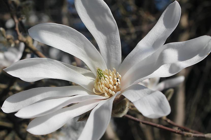 Magnolijas zieds Autors: Deony Noijenburgas pils
