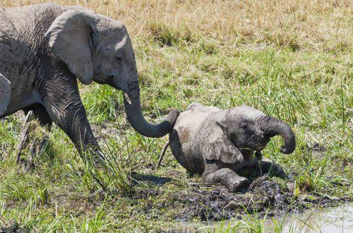 Ziloņi savā starpā kā arī pret... Autors: twist Neticami fakti par dzīvniekiem!