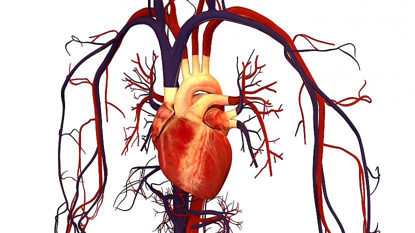 Cilvēka sirds izveido... Autors: B Rabbit 25 Fakti par tavu ķermeni