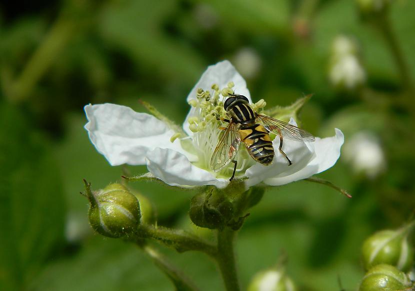 Kazeņu ziedi arī patīk... Autors: Werkis2 Augi - tauriņu, bišu, kameņu, ziedmušu u.c. radījumu pievilināšanai.