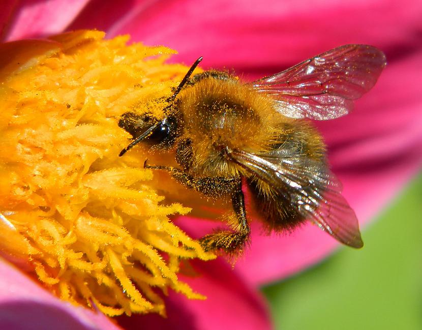 Vasaras dālijas kaut arī... Autors: Werkis2 Augi - tauriņu, bišu, kameņu, ziedmušu u.c. radījumu pievilināšanai.