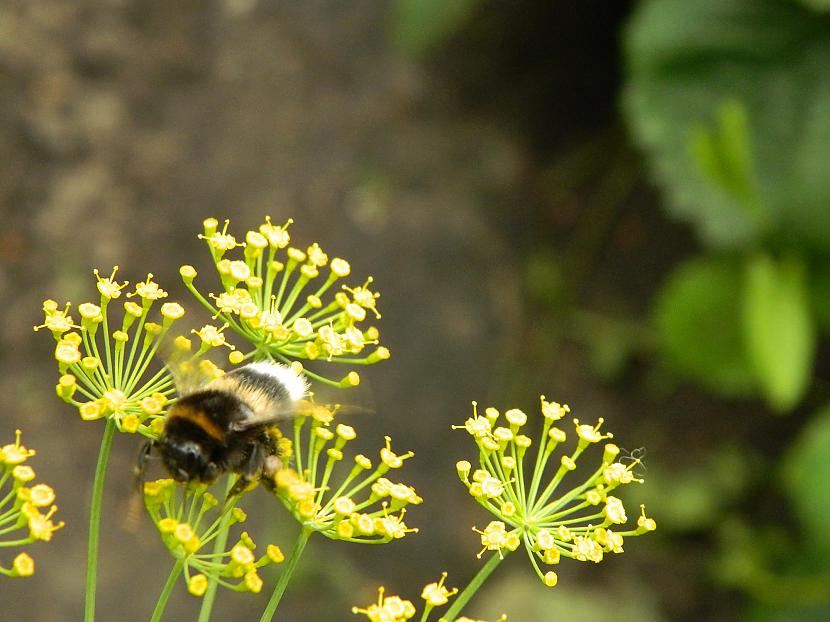 DillesnbspPagaidām dilles un... Autors: Werkis2 Augi - tauriņu, bišu, kameņu, ziedmušu u.c. radījumu pievilināšanai.