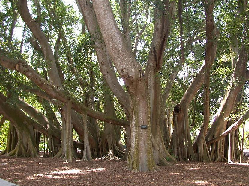 Kalpa koks zināms arī kā... Autors: daeron 10 leģendas par mitoloģiskajiem kokiem