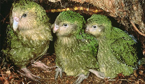 Kakapo putni ir ļoti... Autors: Raacens Episkākie fakti pasaulē..