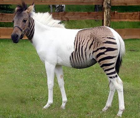 Zebra tika sakrustota ar zirgu... Autors: Man vienalga 15 Neticami attēli, kuri NAV fotošopēti!