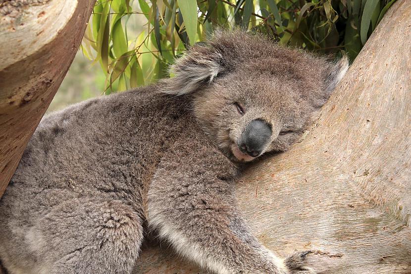 1 Koala ir pasaules čempions... Autors: Civa Top 10 Visslinkākie dzīvnieki.