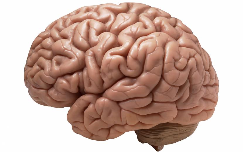 Cilvēka smadzenēs ir apmēram... Autors: Fosilija Random fakti