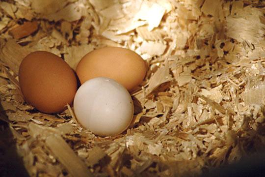 Tikko dētas olas temperatūra... Autors: Uldis Siemīte Lieldienu noskaņās : Fakti par olām