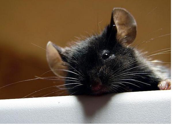 Mīts ka peles dievina sieru... Autors: MegaKakis Mīti par dzīvniekiem!
