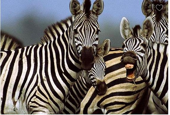Daudzi domā ka zebras kažoks... Autors: MegaKakis Mīti par dzīvniekiem!