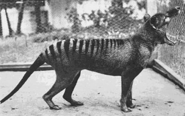 Tasmānijas tīģeris pirms viņa... Autors: Uldis Siemīte 25 vēsturiski foto ,kuri aizsāk mūsdienas
