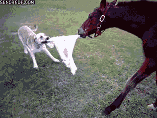 Kad suns ciescaroni ielūkojas... Autors: cezijscs Kaut kādi gifi ar suņiem