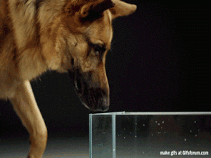 Kā suns lok ūdeni Autors: luvazhels 10 Izglītojoši Gifi!!!